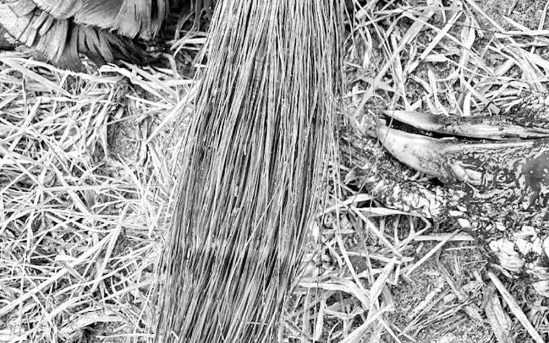 Experts say Texas wild turkey hunters may see signs of “beard rot” in adult gobblers this year as the result of last summer’s drought and intense heat. The condition causes discoloration or noticeable lines in the beard. In some cases it may cause the beard to become so brittle that it shears off. COURTESY PHOTO / JASON HARDIN