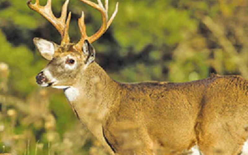 TPWD announces new additions to Texas hunting seasons