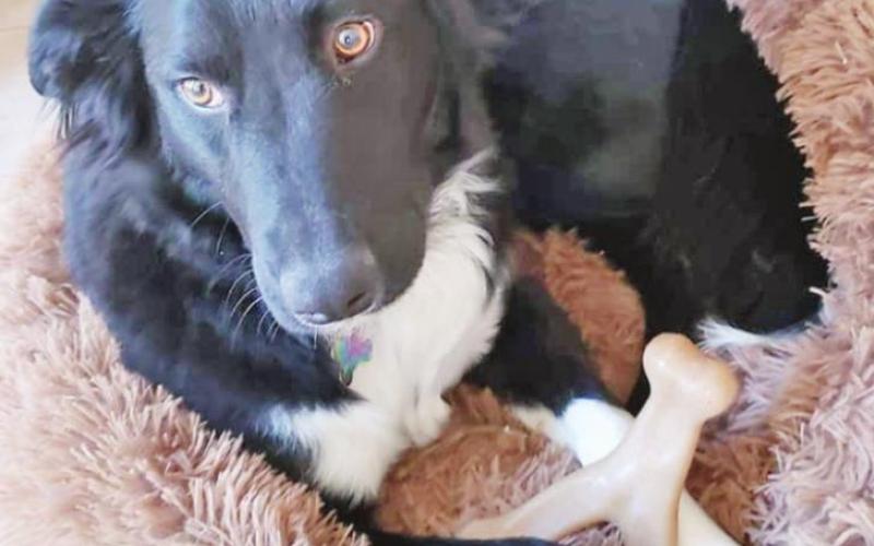 Lilly had just been rescued from the home in the photo on the left and was in extremely poor health. On the right, she is shown in her new owner’s home, covered in shiny fur and sporting bright eyes. COURTESY PHOTOS