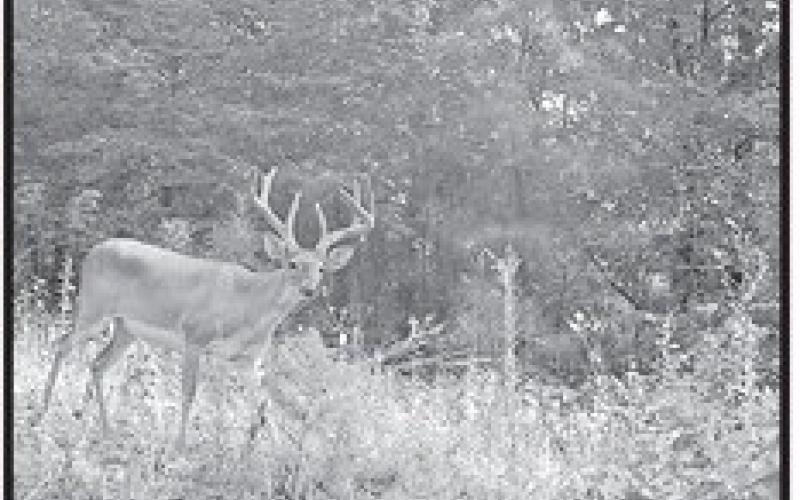 Good moisture early in the year spurs the production of nutrient-rich forbs that jump start antler growth on bucks while helping does stack on fat reserves to bolster fawn production and lactation. (Photo by Matt Williams)