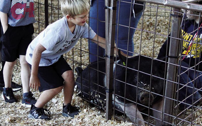 Last looks at the 2022 Titus County Fair