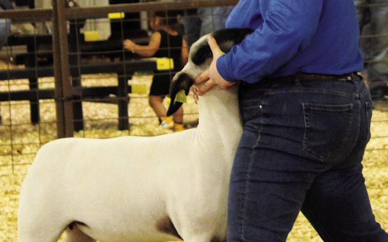 Last looks at the 2022 Titus County Fair