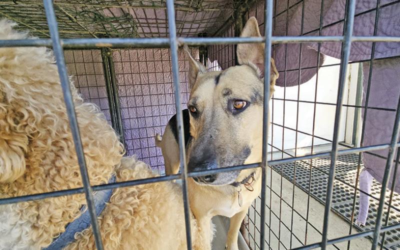 Titus County animal shelters urge change to address overpopulation of strays