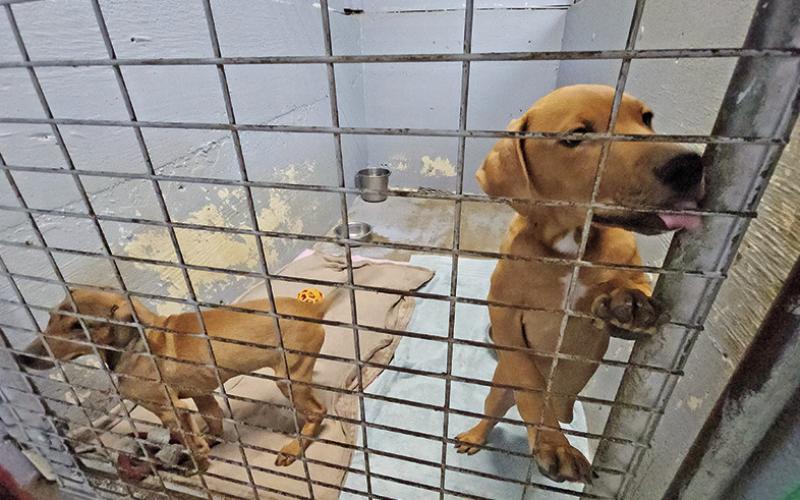Titus County animal shelters urge change to address overpopulation of strays