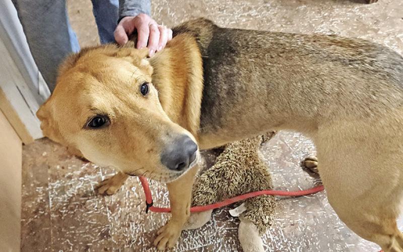Titus County animal shelters urge change to address overpopulation of strays