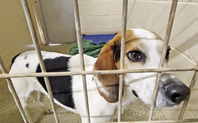 Titus County animal shelters urge change to address overpopulation of strays