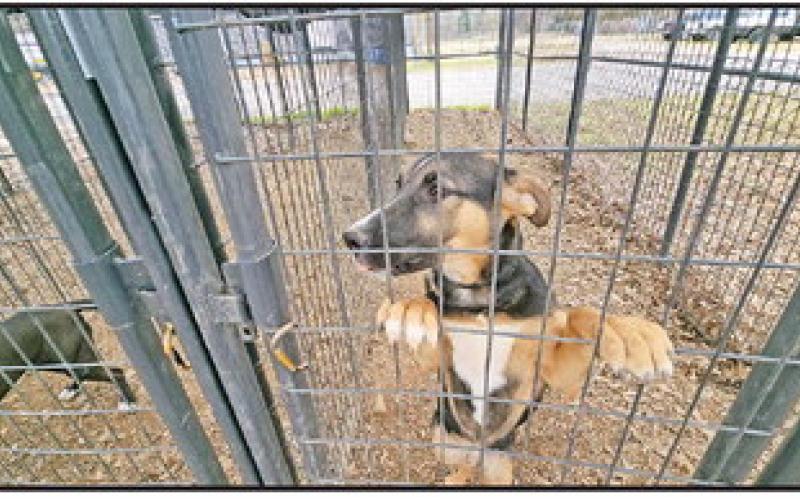 Let Love Live and NETRO say their shelters are at capacity, dozens of dogs waiting for a new home TRIBUNE PHOTOS / NICOLE KIMBALL