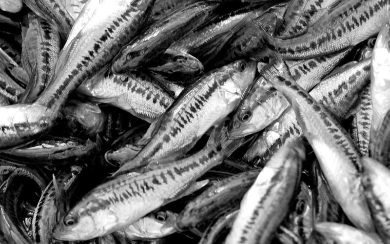 TPWD has used the ShareLunker program to completely rebuild its Florida bass hatchery program with female and male offspring from ShareLunkers with pure Florida genes. In time, every batch of largemouth bass fingerlings stocked in Texas lakes will be descendants of fish that grew beyond 13 pounds. (Photo by Matt Williams)