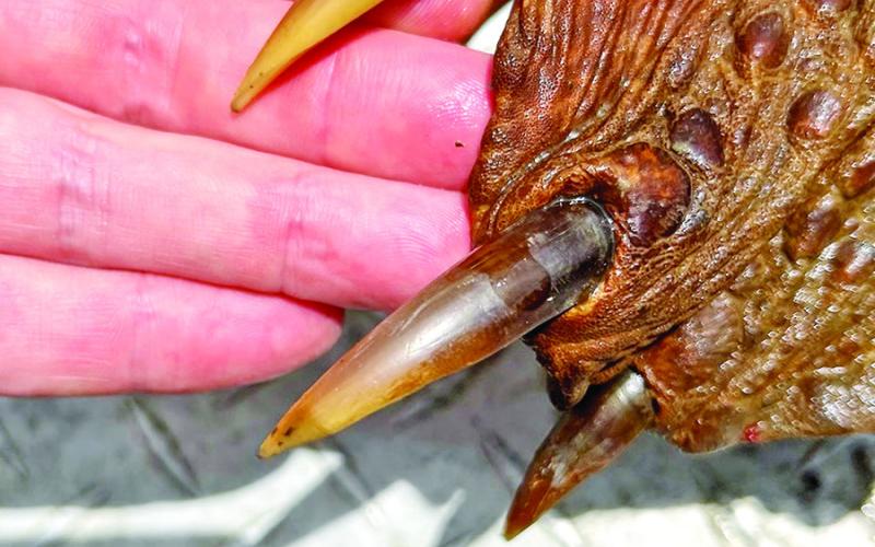 Weston said massive claws on the alligator snapping turtle looked almost like bear claws. (Photo by Kirk Kirkland)