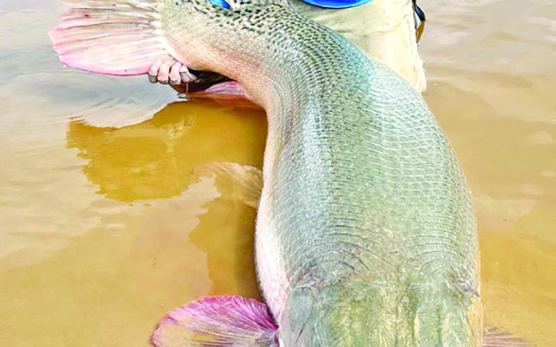 On April 7, light line specialist Art Weston of Union, KY., caught and released a 188-pound alligator gar on Sam Rayburn Reservoir using spinning gear and 4-pound test line. The fish is pending certification with the International Game Fish Association as a 4-pound line class world record for the species. Last September, Weston landed the IGFA All-Tackleworld record alligator weighing 283 pounds using 6-pound line, also on Sam Rayburn. (Photo by Kirk Kirkland)