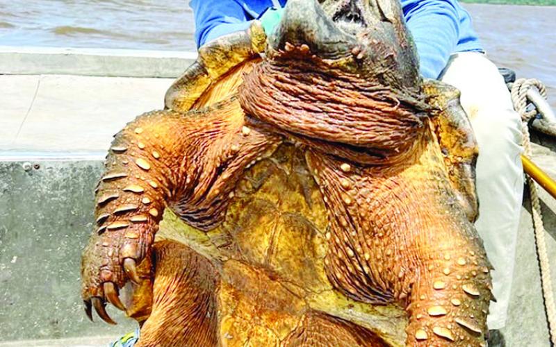 Fishermen never know what might find a succulent piece of cut bait soaking on bottom in big water. Weston recently caught and released this alligator snapping turtle while targeting big gar on Sam Rayburn. The alligator snapping turtle is a threatened species that is protected in Texas. Anglers who inadvertently catch one should always release it immediately. (Photo by Kirk Kirkland)