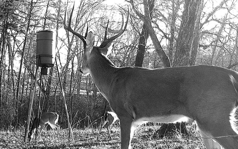 Hunting around feeders and food plots tends to be best when natural mast is scarce. (Gam Cam, Matt Williams)
