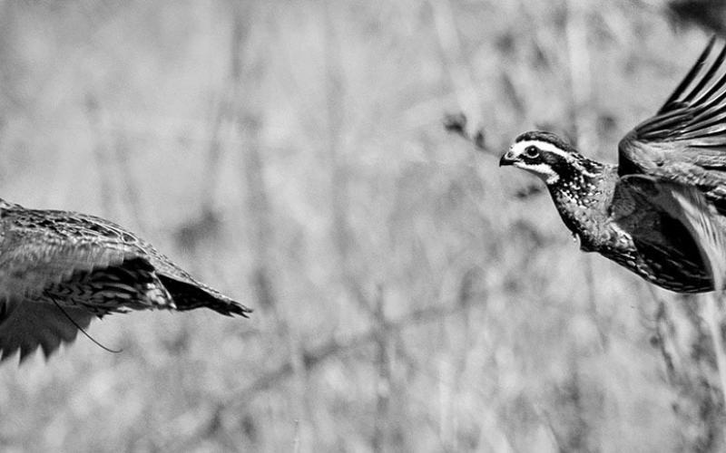 Bobwhite quail are dapper little game birds well known for their explosive covey rises and signature trills. COURTESY PHOTO / CARTER MORBY