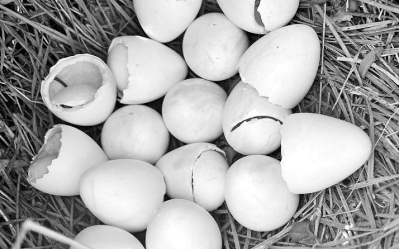 The 120 translocated quail have enjoyed a banner production year. At last count, researchers had documented 70 nests and 308 chicks. COURTESY PHOTO / TREY JOHNSON