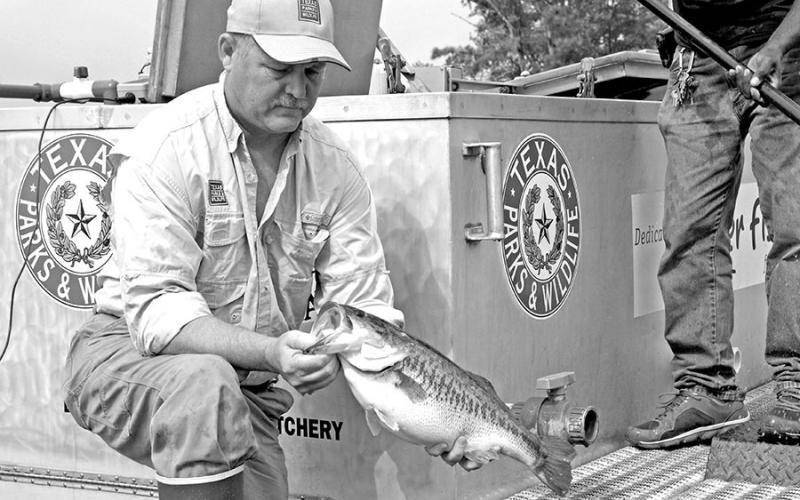 The passage of HB 4938 would abolish the Texas Parks and Wildlife Department and shift the its functions, funding and responsibilities to other state agencies. According to the bill, fish hatcheries would be managed by the Texas General Land Office, while the Department of Agriculture would oversee fish and wildlife. Game Wardens would be overseen by the Department of Public Safety. (Photo by Matt Williams)