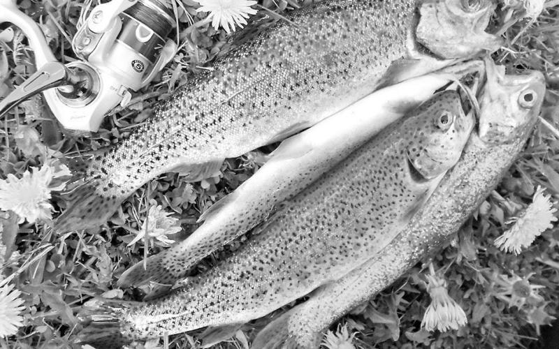 Most of the stocker trout are 8-12 inches. Anglers are allowed five fish per day at most stocking locations. PHOTO BY MATT WILLIAMS