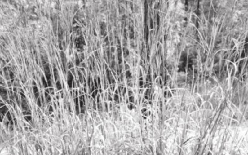 The “Big Four” grasses of the prairie