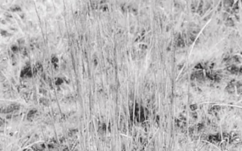 The “Big Four” grasses of the prairie