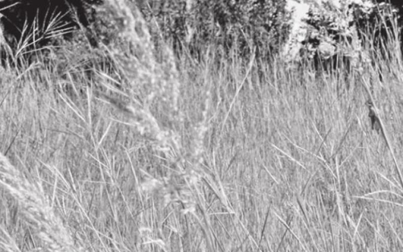 The “Big Four” grasses of the prairie