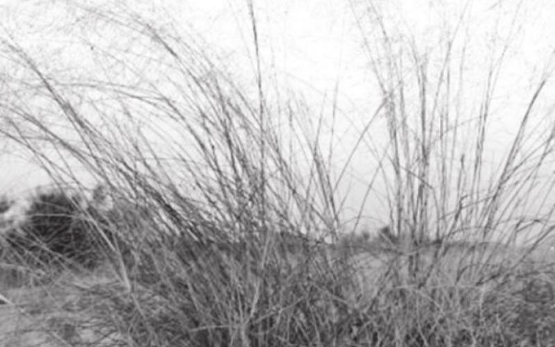 The “Big Four” grasses of the prairie
