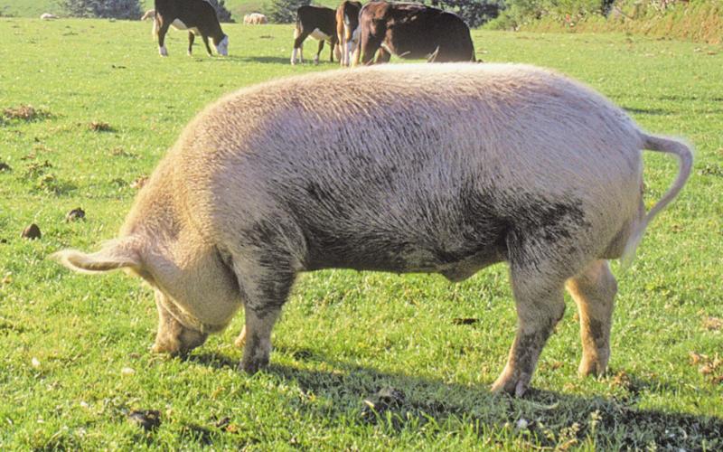 Feral hogs have become a serious problem across the area and the state. COURTESY PHOTO