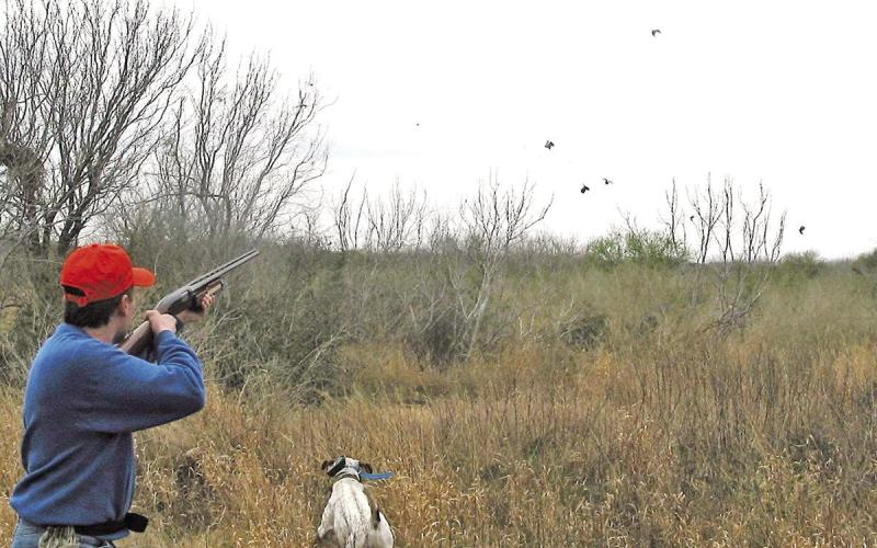 Bobwhite quail are dapper little game birds known for their signature trills, huddling in tight groups (called coveys) amid thick cover, then flushing in explosive bursts that can shock you. COURTESY PHOTO / MATT WILLIAMS