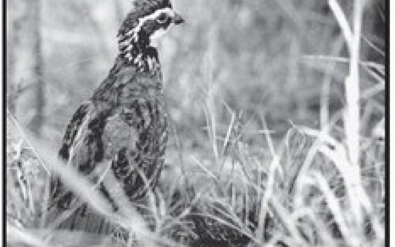 South Texas is expected to be the hottest spot for Texas quail hunters for the second consecutive season. The average number of bobwhites seen per route was 9.59 compared to 5.26 in 2022, up from the 15-year average of 9.21. COURTESY PHOTO / TPWD PHOTO, JASON HARDIN