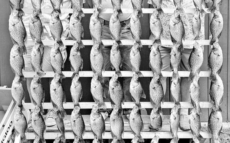 Crappie make great table fare and TPWD says liberal statewide limits are structured to maintain sustainable harvest of legal-sized fish, despite the increased popularity of forward facing sonar. (Photo courtesy of MC Outdoors Adventures)