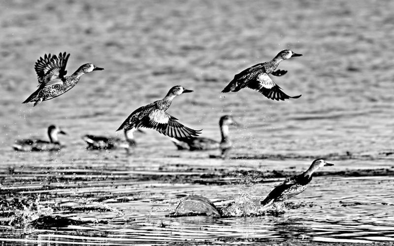 Blue-winged teal are streamlined little ducks well for zipping in low to the water with wings whistling. Texas’ early 16-day season runs through September 29. (iStock Photo)