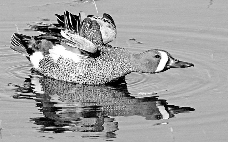 Drake blue wings have a slate gray head and neck, a black-edged white crescent in front of the eyes and a blackish crown. (USFWS Photo)