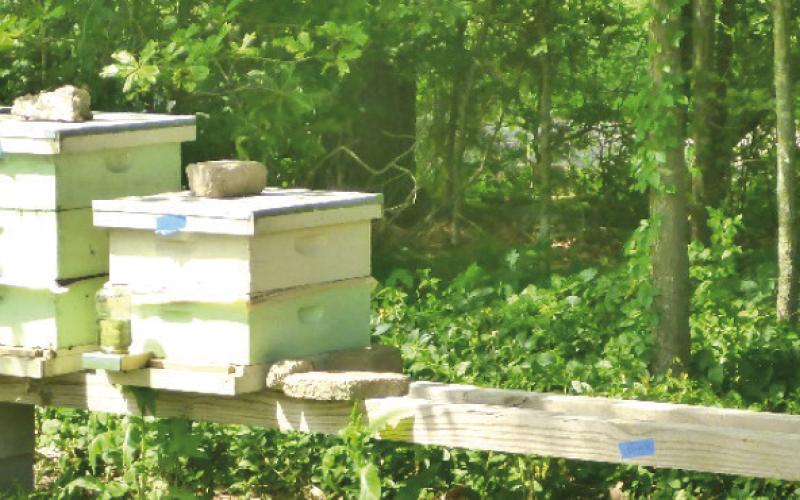 What are the Beekeepers doing