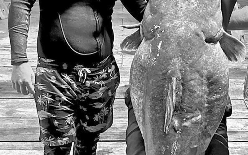 Justin White (left) and Drew Moore recently caught and released this massive 98.7 pound flathead catfish with their bare hands while noodling at Lake Tawakoni. The men plucked the fish out of an underwater cave in 14 feet of water at the base of a bridge.