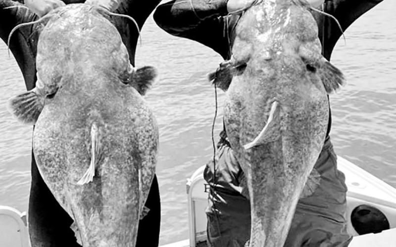 Moore and White have been fishing together for five years and have noodled multiple fish in the 50-80 pound range. They say teamwork is a virtue in the sport of noodling. COURTESY PHOTOS