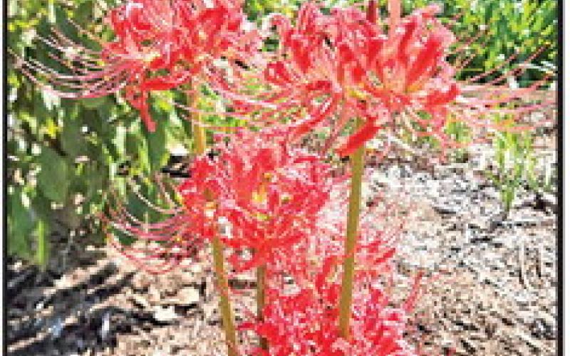 Master Gardener Association invites all to Fall Open House