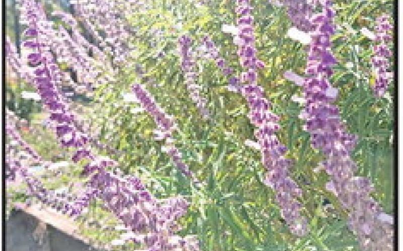 Master Gardener Association invites all to Fall Open House
