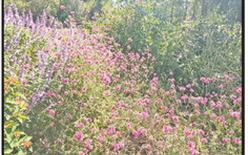 Master Gardener Association invites all to Fall Open House