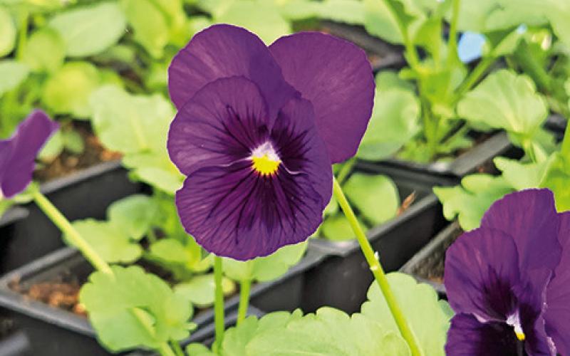 Master Gardener Association invites all to Fall Open House