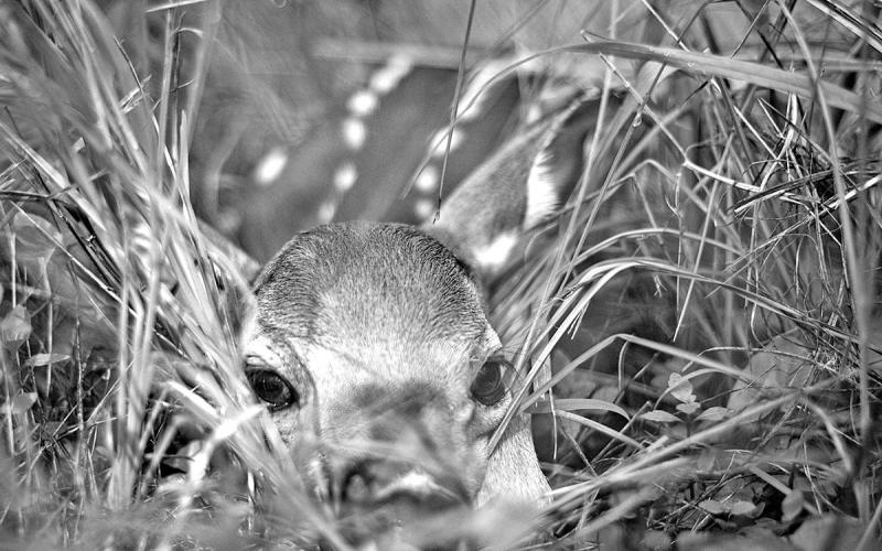 Whitetail does will often bed their fawns in tall grass while they venture elsewhere to forage for food. Never pick one up thinking you are doing it a favor. (Photo courtesy of Brian Metz)
