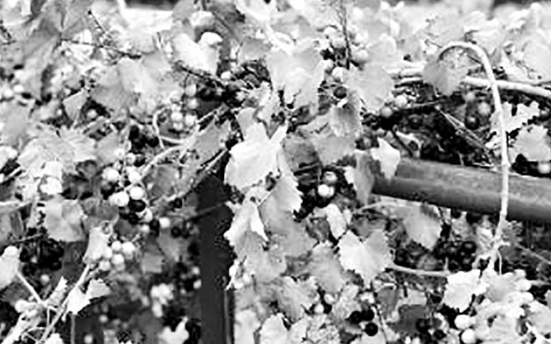 Pick your own muscadines at the NTCC farm