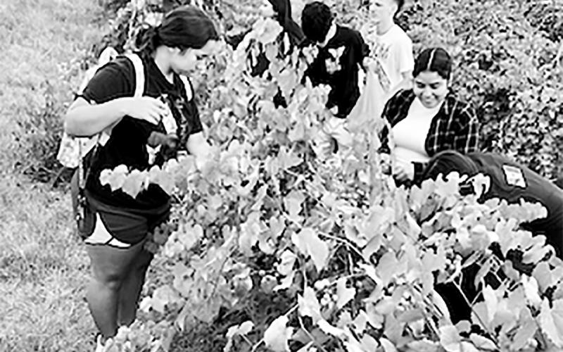 Pick your own muscadines at the NTCC farm