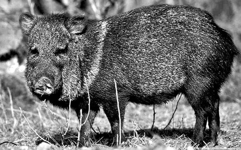 The Boone and Crockett Club recently announced plans to create a new big game records category for javelina. Texas wildlife leaders were instrumental in leading the charge for the change. (TPWD Photo, Chase Fountain)