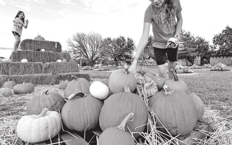 The Texas A&amp;M AgriLife Extension Service has tips to consider doing with pumpkins before you go to the pumpkin patch this fall. TEXAS A&amp;amp;M AGRILIFE PHOTO BY LAURA MCKENZIE