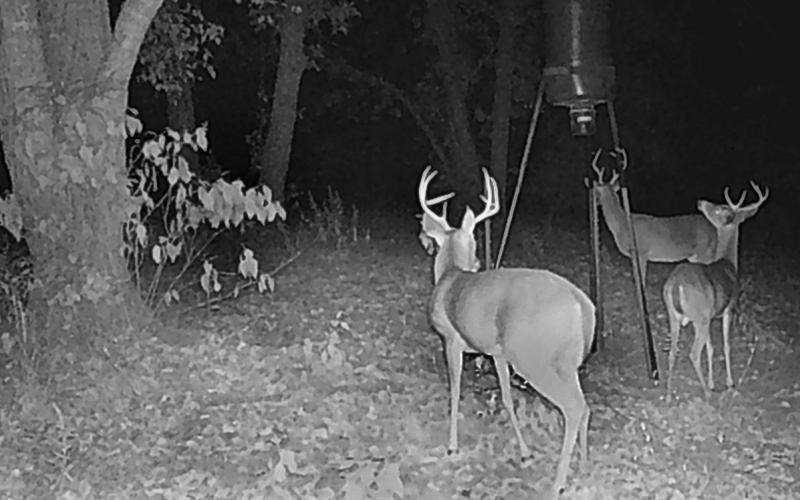 Corn feeders are a great way to lure deer out of the brush for closer evaluation. A strategically placed game camera will provide some valuable intel about what is showing up in the areas while you aren’t around. COURTESY PHOTO / MATT WILLIAMS