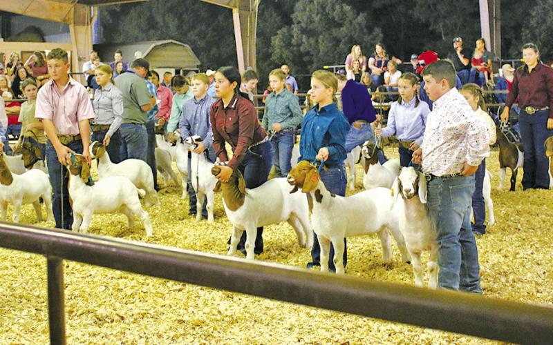 TITUS COUNTY FAIR