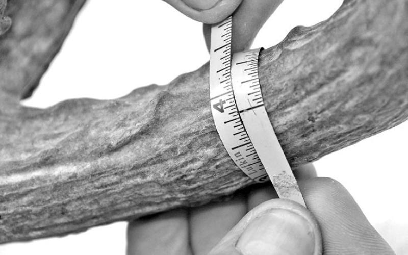 Circumference measurements are key figures in attaining an accurate score. Measurements should the taken at the small place between points. (Photo by Matt Williams)