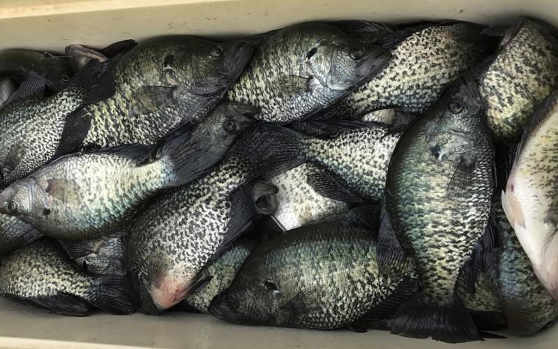 High-Tech Crappie
