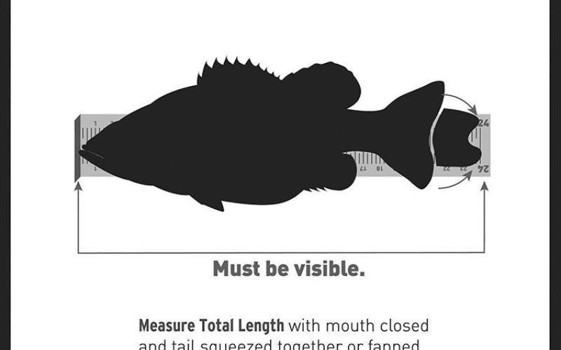 Photos of 24 inch fish on a measuring board are sufficient for entering the fish the 8-plus pound Lunker Class. LUNKER PHOTO ILLUSTRATIONS