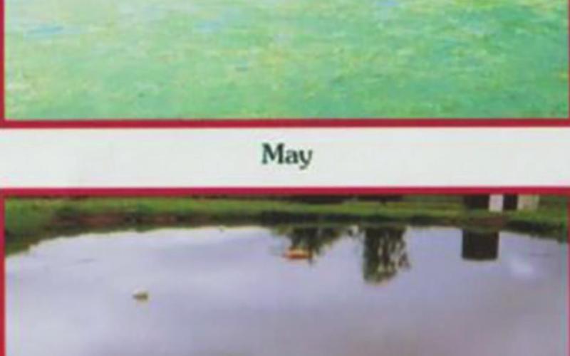 15 lbs. of Tilapia were stocked in this ¼ acre East Texas pond the first week of May 2004. By mid-June, the pond was cleaned and remained this way for the rest of the year. PHOTO COURTESY OF BOATCYCLE