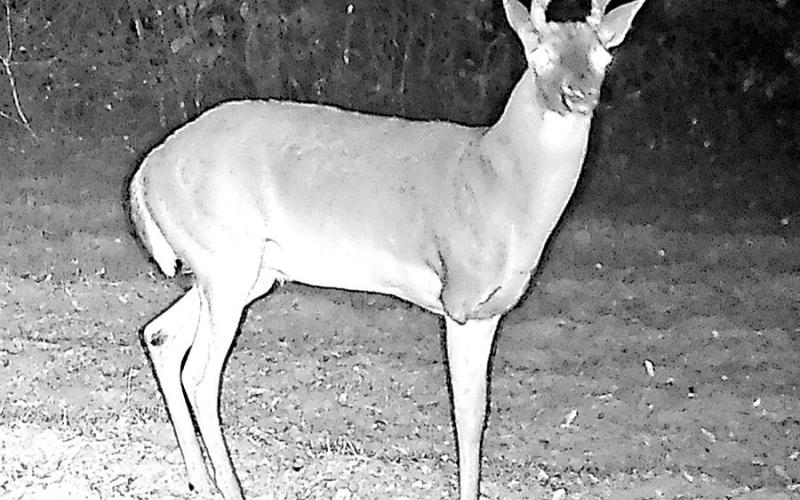 Three-legged Craig” has been a regular on Modisett’s game cameras since 2021. She believes the buck turned 5 1/2 years old this year. She has never actually seen the deer a single time. (Courtesy Photo)