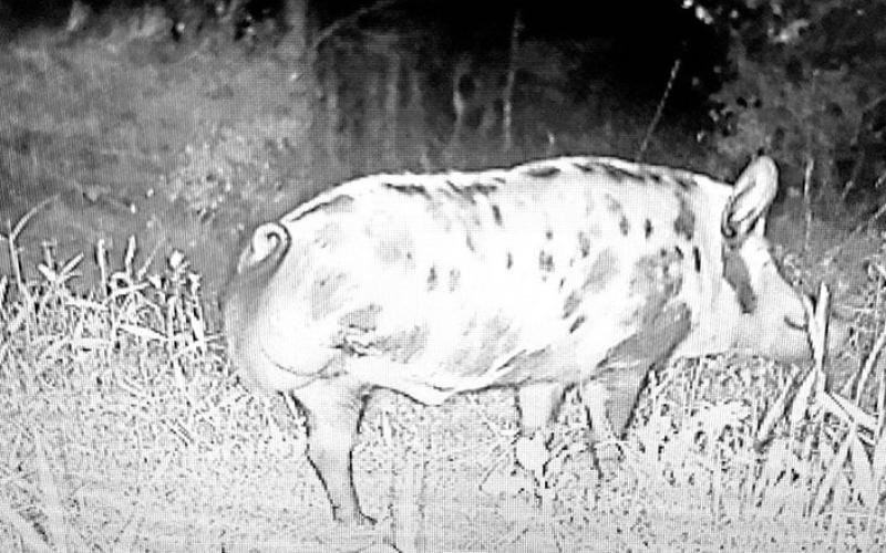 Three-feet Pete showed up on Modisett’s game camera in Houston County last June. The three-legged boar homesteaded one of her corn feeders through much of August. She had hoped to take the hog with her bow this fall, but it vanished before she got the chance. (Courtesy Photo)